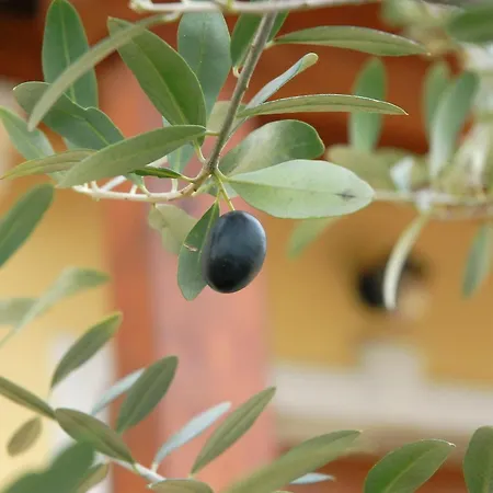 Stancija Kovacici Bed & Breakfast Opatija